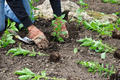 Comprehensive tree service process in Feltham landscape